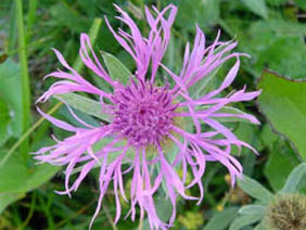 Centaurea uniflora ssp uniflora